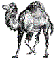 www.perl.com